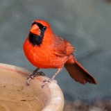 Treasured Trinkets Cardinal Bird With Bird House Trinket Box